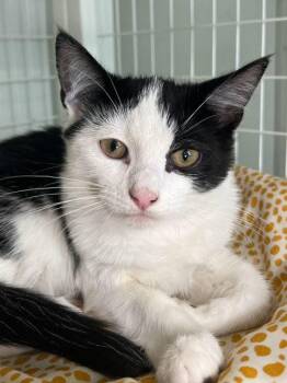 Meowzart -  Domestic Short Hair Cat for Adoption in Elmira, New York - Meowzart | PetCurious