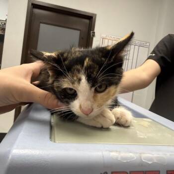 Cherry Cordial -  Domestic Short Hair Cat for Adoption in Durango, Colorado - Cherry Cordial | PetCurious