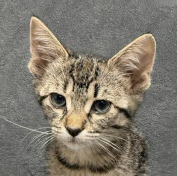 Kimchi -  Domestic Short Hair Cat for Adoption in Brenham, Texas - Kimchi | PetCurious