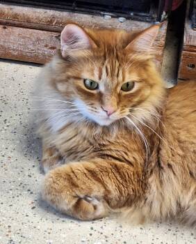 Cheese Puff -  Domestic Long Hair Cat for Adoption - Cheese Puff | PetCurious
