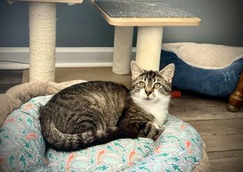 Nellie -  Domestic Short Hair Cat Available for Adoption in Butler, Pennsylvania - Nellie | PetCurious