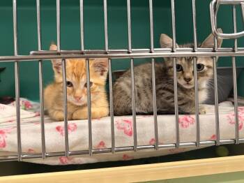 Veldt -  Domestic Short Hair Cat for Adoption in Topeka, Kansas - Veldt | PetCurious