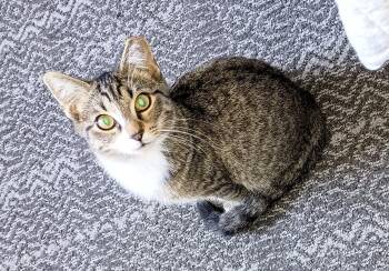 Rescue Domestic Short Hair Cats for Adoption in Ridgeland, Mississippi - GREGG | PetCurious