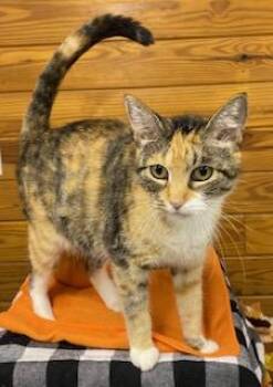 Rescue Calico and Tabby Cats for Adoption in Southern Pines, North Carolina - Shari - Amazing Mama Cat Ready To Be Your No. 1 | PetCurious