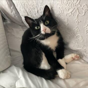 Midnight - cuddly, affectionate and vocal -  Tuxedo Cat Available for Adoption in Southern Pines, North Carolina - Midnight - Cuddly, Affectionate And Vocal | PetCurious