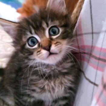Rupert -  Domestic Short Hair Cat for Adoption in Keizer, Oregon - Rupert | PetCurious