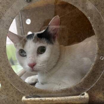 Domestic Short Hair Cats Available for Adoption in Philadelphia, Pennsylvania - Sunflower | PetCurious