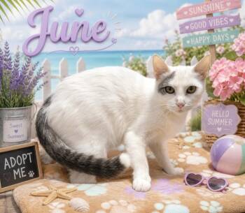 Domestic Short Hair Cats Available for Adoption in Washington Court House, Ohio - June | PetCurious
