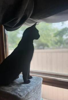 Rescue Domestic Short Hair Cats for Adoption in Crown Point, Indiana - Willow | PetCurious