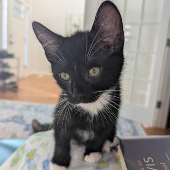 Domestic Short Hair Cats Available for Adoption in Richmond, Virginia - Vans | PetCurious