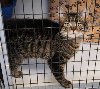 Domestic Short Hair Cats Available for Adoption in Republic, Missouri - Tigger | PetCurious