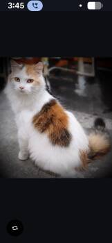 Maine Coon Cats Available for Adoption - Molly | PetCurious