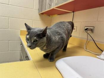 BERNIE -  Domestic Short Hair Cat for Adoption in Colorado Springs, Colorado - BERNIE | PetCurious