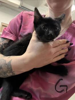 Little Debbie -  Domestic Short Hair Cat for Adoption in Saint Charles, Missouri - Little Debbie | PetCurious