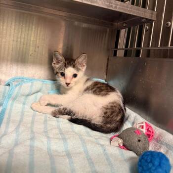Trucker -  Domestic Short Hair Cat for Adoption in Richmond, Indiana - Trucker | PetCurious