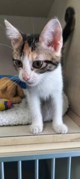 Fava -  Domestic Short Hair Cat for Adoption in Corpus Christi, Texas - Fava | PetCurious