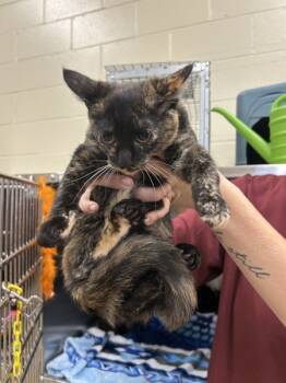Rescue Domestic Short Hair Cats for Adoption in Covington, Georgia - 22890 | PetCurious