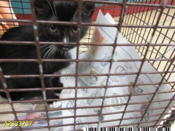 Domestic Short Hair Cats Available for Adoption in West Palm Beach, Florida - MYSTIC | PetCurious