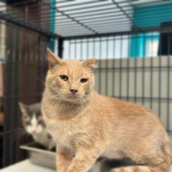 Domestic Short Hair Cats Available for Adoption - Creme Brulee | PetCurious