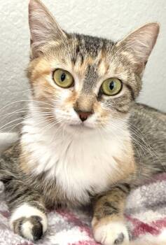 Domestic Short Hair Cats Available for Adoption in Ventura, California - Alexa | PetCurious