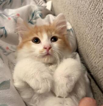 Skywalker, Leai and Jedi -  Domestic Medium Hair Cat for Adoption - Skywalker, Leai And Jedi | PetCurious