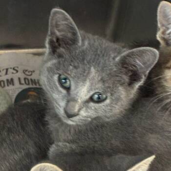 Spirit -  Domestic Short Hair Cat for Adoption in San Antonio, Texas - Spirit | PetCurious