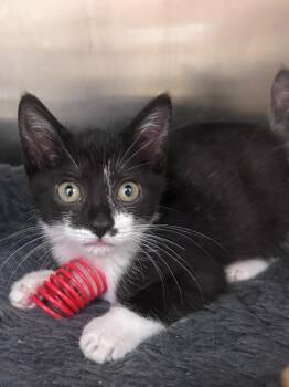 Periwinkle -  Domestic Short Hair Cat for Adoption in Madison, Georgia - Periwinkle | PetCurious