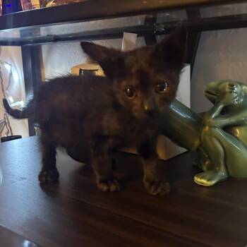 Vampurr -  Domestic Short Hair Cat for Adoption in Veneta, Oregon - Vampurr | PetCurious