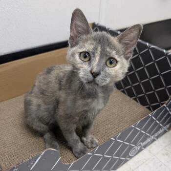 Tanya Tough Knuckles Meatloaf Banana Bread -  Domestic Medium Hair Cat for Adoption in Sunnyvale, California - Tanya Tough Knuckles Meatloaf Banana Bread | PetCurious