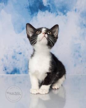 Rescue Tuxedo and Domestic Short Hair Cats for Adoption in Tuscaloosa, Alabama - Zoey | PetCurious