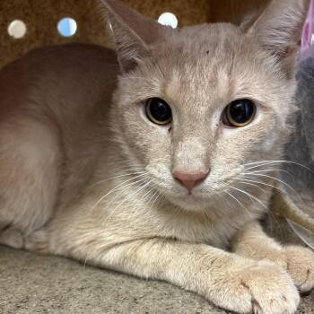 Palmer 5 -  Domestic Short Hair Cat for Adoption in Philadelphia, Pennsylvania - Palmer 5 | PetCurious