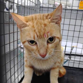 Domestic Short Hair Cats Available for Adoption in Summerville, South Carolina - Sheba | PetCurious