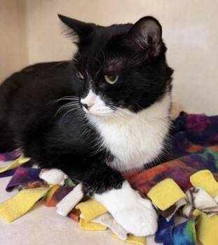 Jack -  Domestic Short Hair Cat for Adoption in Salem, New Hampshire - Jack | PetCurious