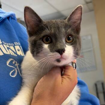 Domestic Short Hair Cats Available for Adoption in Goleta, California - Beth | PetCurious