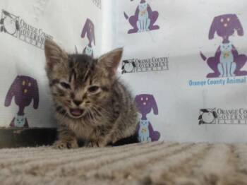 PIXIE -  Domestic Short Hair Cat for Adoption in Orlando, Florida - PIXIE | PetCurious