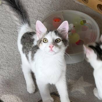 Frisbee -  Domestic Medium Hair Cat for Adoption in Duluth, Georgia - Frisbee | PetCurious