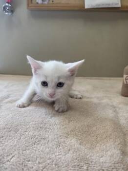 Melissa -  Domestic Short Hair Cat for Adoption in Fishers, Indiana - Melissa | PetCurious