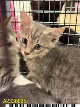 GOOSE -  Domestic Short Hair Cat for Adoption in West Palm Beach, Florida - GOOSE | PetCurious