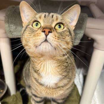 Rescue Domestic Short Hair Cats for Adoption in Puslinch, Ontario - Stitch | PetCurious