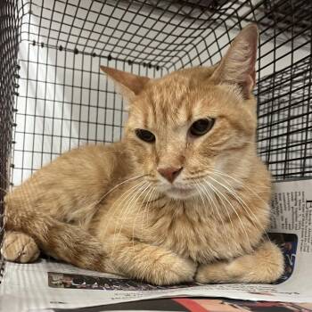 Bear -  Domestic Short Hair Cat for Adoption in Edinburg, Texas - Bear | PetCurious