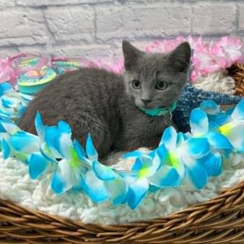 Sully -  Domestic Short Hair Cat for Adoption in Harrisonburg, Virginia - Sully | PetCurious
