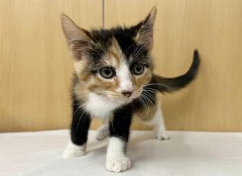 DOT -  Domestic Short Hair Cat Available for Adoption in Brentwood, Missouri - DOT | PetCurious