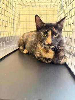 Domestic Short Hair Cats Available for Adoption in Fort Myers, Florida - DANDELION | PetCurious