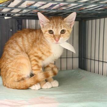 Fonza -  Domestic Short Hair Cat for Adoption in Birmingham, Alabama - Fonza | PetCurious