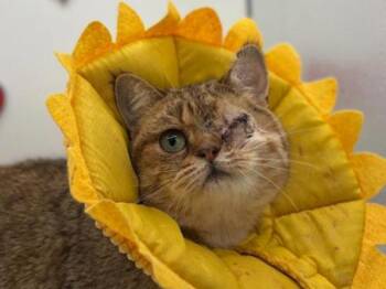Exotic Shorthair Cats Available for Adoption - Lynx | PetCurious