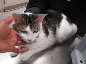 Domestic Short Hair Cats Available for Adoption - (646) | PetCurious