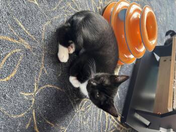 Billina -  Domestic Short Hair Cat for Adoption in Asheville, North Carolina - Billina | PetCurious