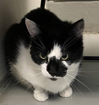 Rescue Domestic Short Hair Cats for Adoption in Sarasota, Florida - VINCENT | PetCurious