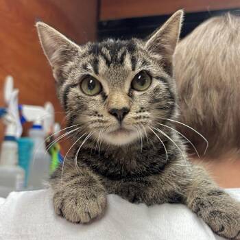 Maxine -  Domestic Short Hair Cat for Adoption in Sonora, California - Maxine | PetCurious
