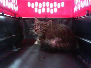 FABLE -  Domestic Short Hair Cat for Adoption in Charlotte, North Carolina - FABLE | PetCurious